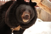 Медведи Екатеринбургского зоопарка уже впали в спячку