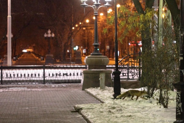 Ночью по центру Екатеринбурга бегала лиса - Фото 1