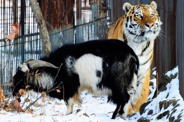 У тигра и козла появились страницы в соцсетях и магазин сувениров - Фото 1