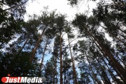 В Белоярском районе лесной участок незаконно передали частной компании