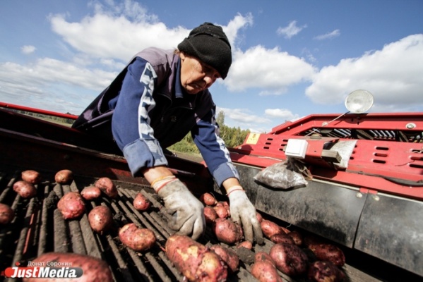 Начинающие фермеры со Среднего Урала получат от государства 4 миллиарда рублей - Фото 1