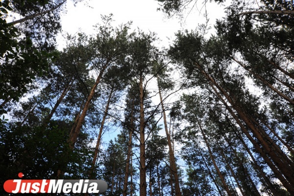 На Среднем Урале в этом году высадят 13,5 млн деревьев - Фото 1