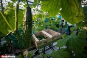 Тепличное хозяйство УГМК будет выращивать овощи круглый год