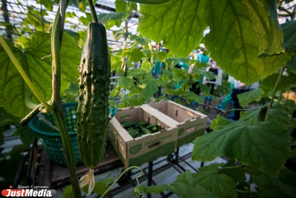 Тепличное хозяйство УГМК будет выращивать овощи круглый год - Фото 1