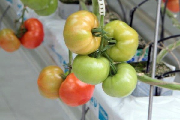 Первые уральские помидоры продегустируют на итальянский манер - Фото 1