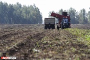Площадь посевов в Свердловской области в нынешнем году составит 813 тысяч гектаров