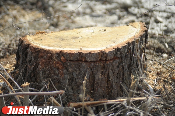 Прокуратура наказала областной департамент лесного хозяйства за родственные связи - Фото 1