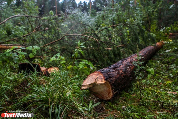 Габинский продолжает незаконно вырубать деревья в Зеленой роще. В деле замешан арестованный министр Пьянков - Фото 1
