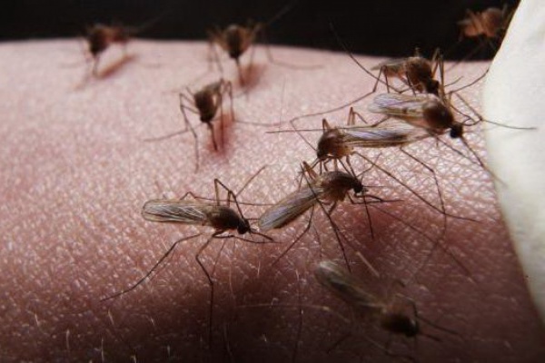 «Меньше их не станет». Специалисты отмечают «комариный» пик на Урале - Фото 1