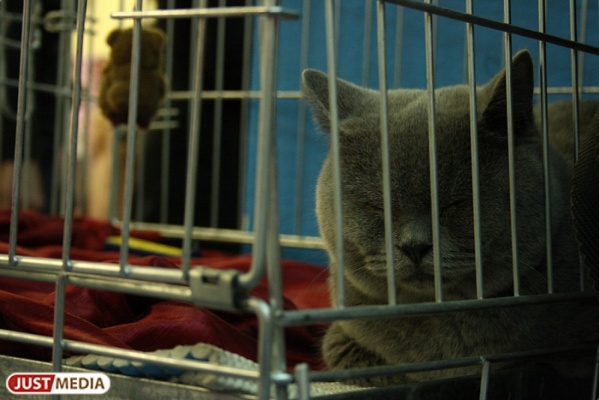 В Екатеринбурге владелицы породистых кошек смогли поделить котят только через суд - Фото 1