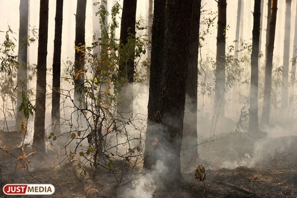 Горит торф. Лесоохрана не может справиться с лесным пожаром под Режом - Фото 1
