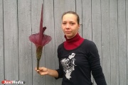В Екатеринбурге расцвел экзотический цветок, который «благоухает» тухлым мясом. ФОТО