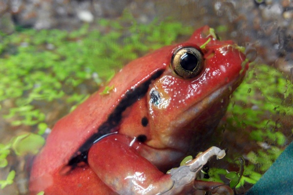 Лягушка-помидор и огненная саламандра: в Екатеринбургском зоопарке открылась экспозиция амфибий - Фото 1