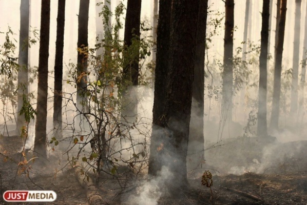 Средняя площадь лесных пожаров на Среднем Урале в этом году составила 5,1 га - Фото 1