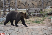 В Екатеринбургском зоопарке медведи возвращаются в берлоги с евроремонтом