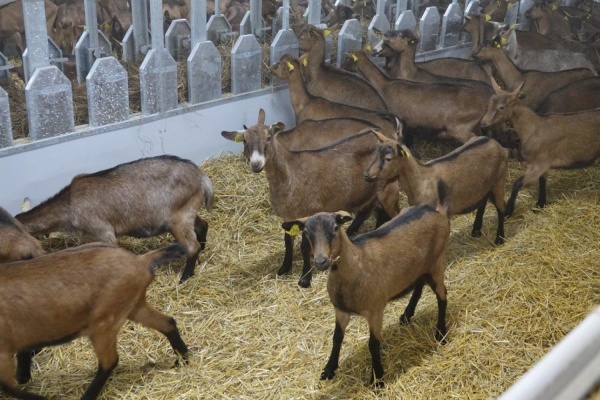 В новое хозяйство «УГМК-Агро» завезли стадо альпийских коз стоимостью 1 млн €. ФОТО, ВИДЕО, ИНФОГРАФИКА - Фото 1