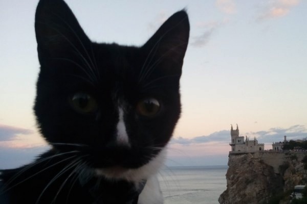 Покоривший Эльбрус кот Граф из Нижнего Тагила попал в ТОП-10 самых популярных котиков мира - Фото 1