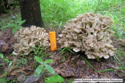 В Висимском заповеднике выявили редкий вид гриба. Он растет только в 15 районах России