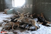 На трассе под Екатеринбургом найдены десятки тел мертвых собак. Зоозащитники обратились в прокуратуру