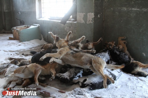 На трассе под Екатеринбургом найдены десятки тел мертвых собак. Зоозащитники обратились в прокуратуру - Фото 1