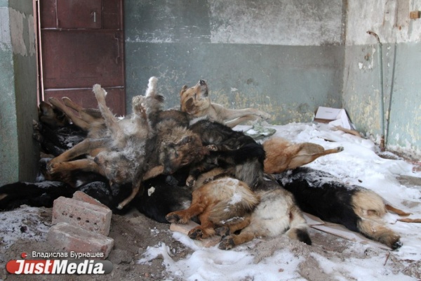 Полиция – о трупах собак на ЕКАДе: «Некоторые животные умерли два года назад» - Фото 1