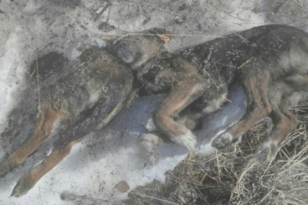 В Екатеринбурге обнаружена очередная свалка из трупов собак. ФОТО 18+ - Фото 1