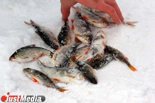 В Сысерти снова массово гибнет рыба. СКР проводит проверку - Фото 1