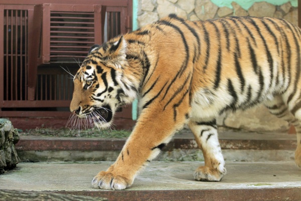 В Екатеринбургском зоопарке поселился амурский тигр. ФОТО - Фото 1
