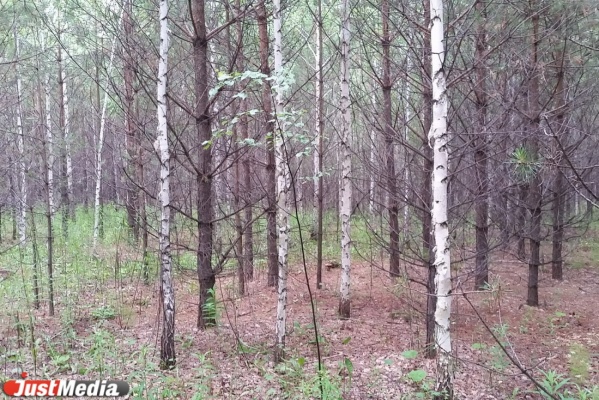 Двух заблудившихся в лесу подростков под Невьянском нашли живыми - Фото 1
