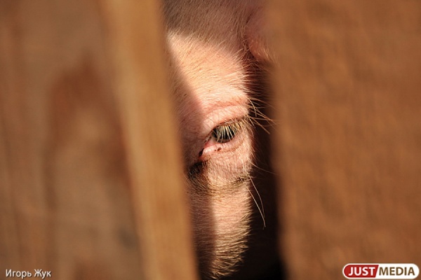 Свердловские фермеры собираются закалывать свиней из-за африканской чумы - Фото 1