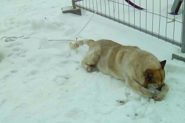 Полиция о гибели пса на Широкой речке: «Истязаний не было. Дворник оттащил мертвую собаку за веревку, привязанную к хвосту» - Фото 1