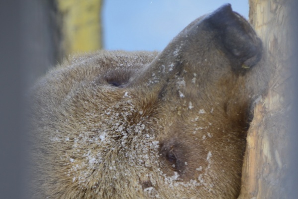Вот теперь официально весна! В Екатеринбургском зоопарке медведи вышли из спячки - Фото 1
