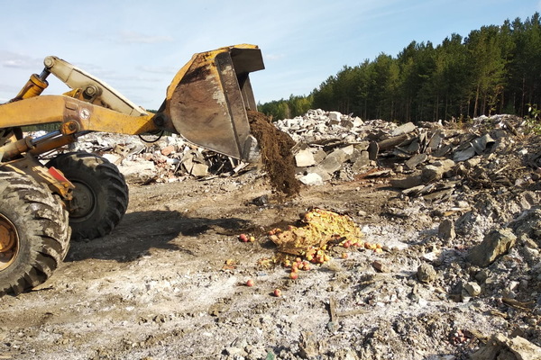 Свердловский Россельхознадзор переехал бульдозером очередную партию санкционных яблок - Фото 1