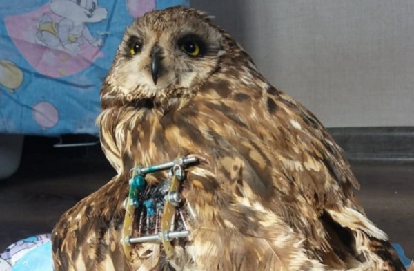 Истощенной сове, найденной в лесу, провели операцию и сохранили крыло - Фото 1