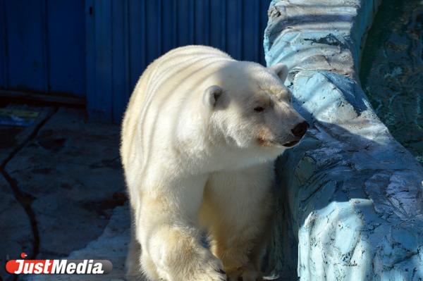 На Аляске белый медведь растерзал мать и ее годовалого ребенка - Фото 1
