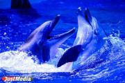 В Анапе начали проверку после массовой гибели дельфинов