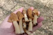 В Свердловской области открыли грибной сезон