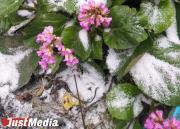 Выпавший снег на Урале цветам не угрожает