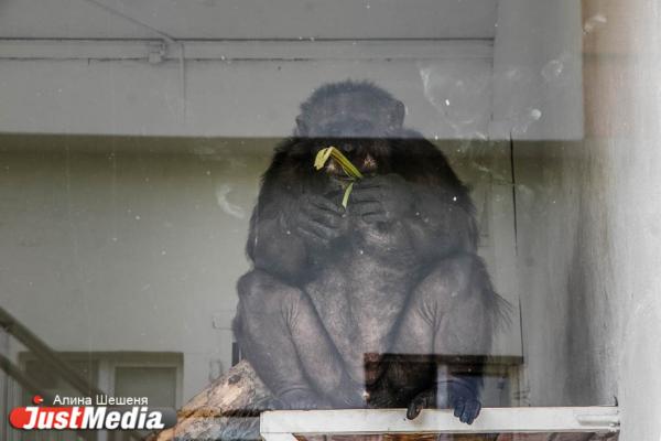 Шимпанзе из Екатеринбургского зоопарка предпочитают сексу жизнь «соседей по коммуналке». ZOOJUST - Фото 5