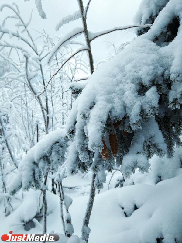 Хвойники, снег и ни души. Едем в сказочный лес Висимского заповедника  - Фото 3