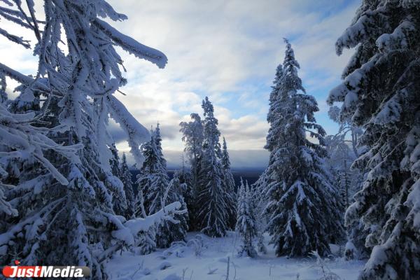 Хвойники, снег и ни души. Едем в сказочный лес Висимского заповедника  - Фото 14
