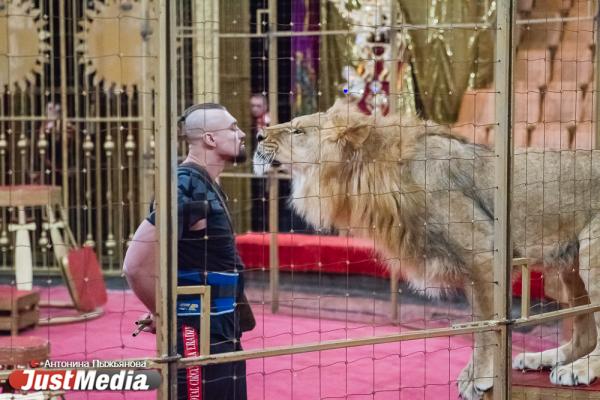 Запашный показал дрессировщику взбунтовавшихся в Екатеринбурге львов, как нужно укрощать хищников. ФОТО  - Фото 9