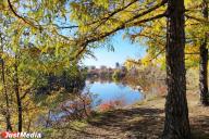 Золотая осень в Екатеринбурге, 2025 год