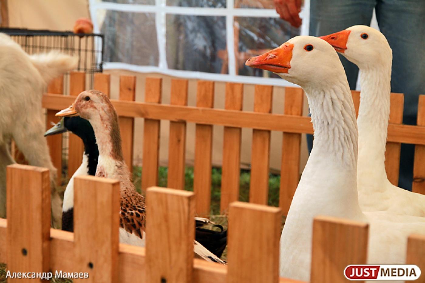 В Свердловской области открыт осенний сезон охоты. СРОКИ - Фото 1