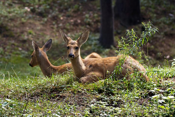 По факту незаконного отстрела косуль в Богдановичском заказнике возбуждено уголовное дело - Фото 1