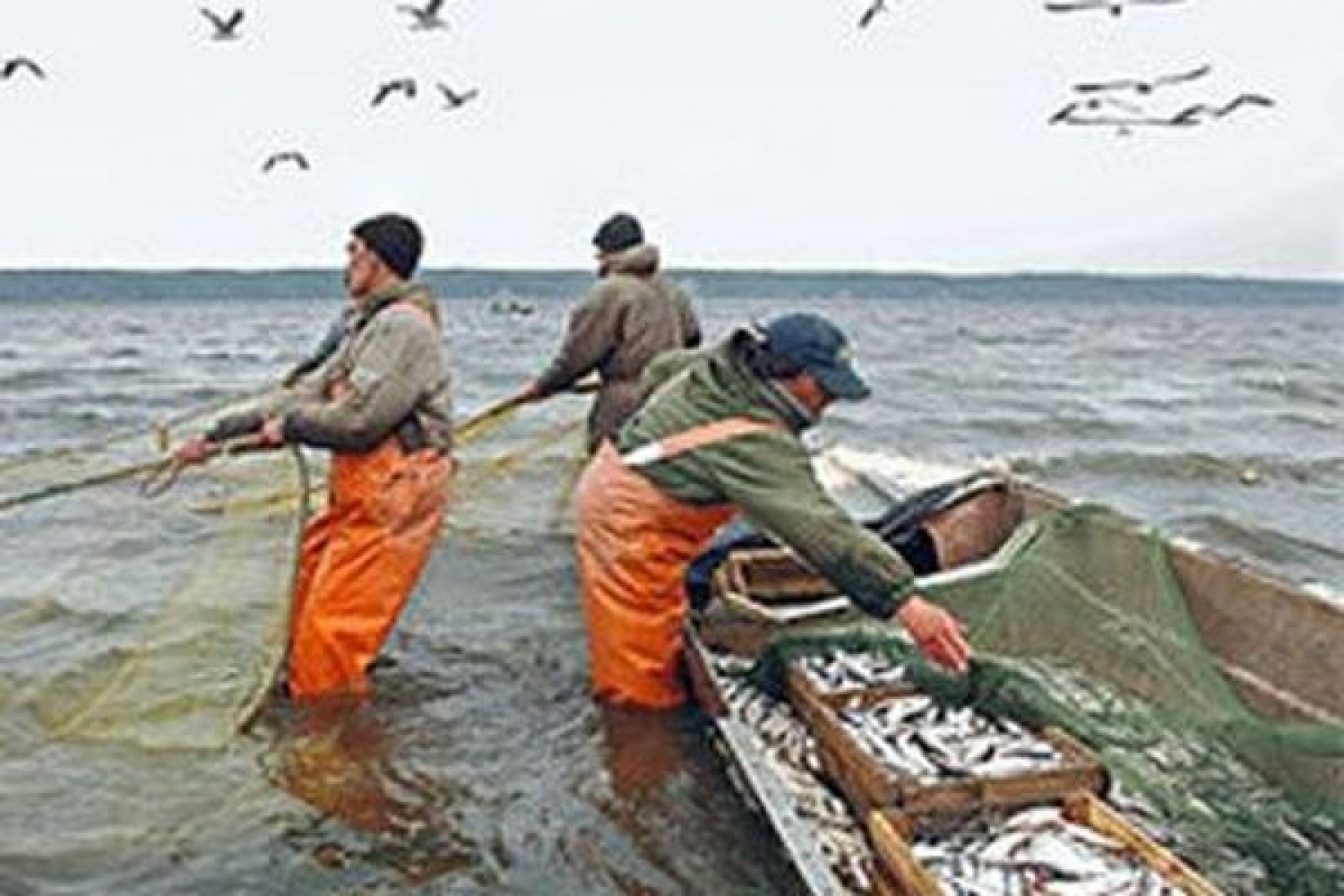 О рыболовстве и сохранении водных биологических ресурсов. Рыболовство выгодные места неография. Правила рыболовства у Красноярской ГЭС. Котельный вертеть рыболовство.