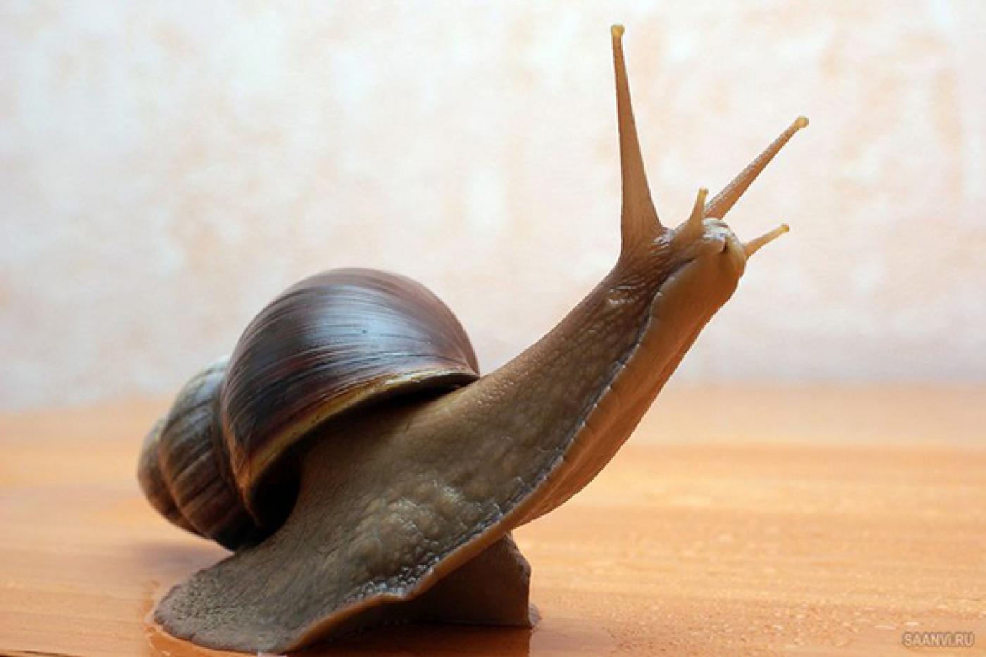 Улитки помогли школьнику из Полевского выиграть всероссийскую олимпиаду - Фото 1