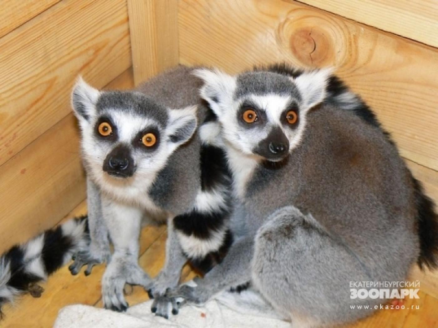 Екатеринбургский зоопарк отмечает 83-летие - Фото 1