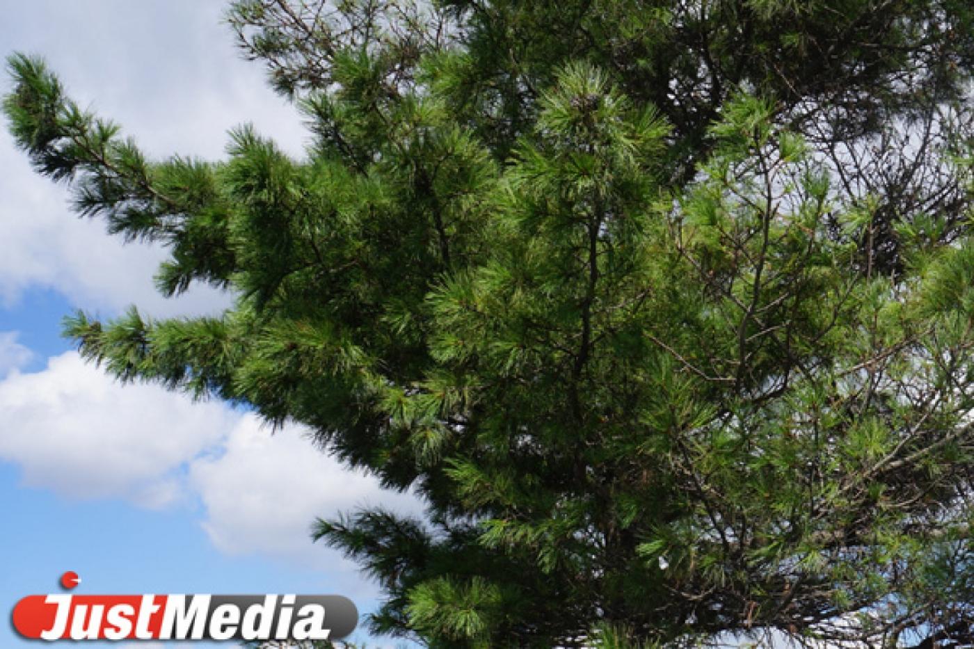 «Зеленые» надеются, что Свердловская прокуратура защитит рефтинские леса - Фото 1