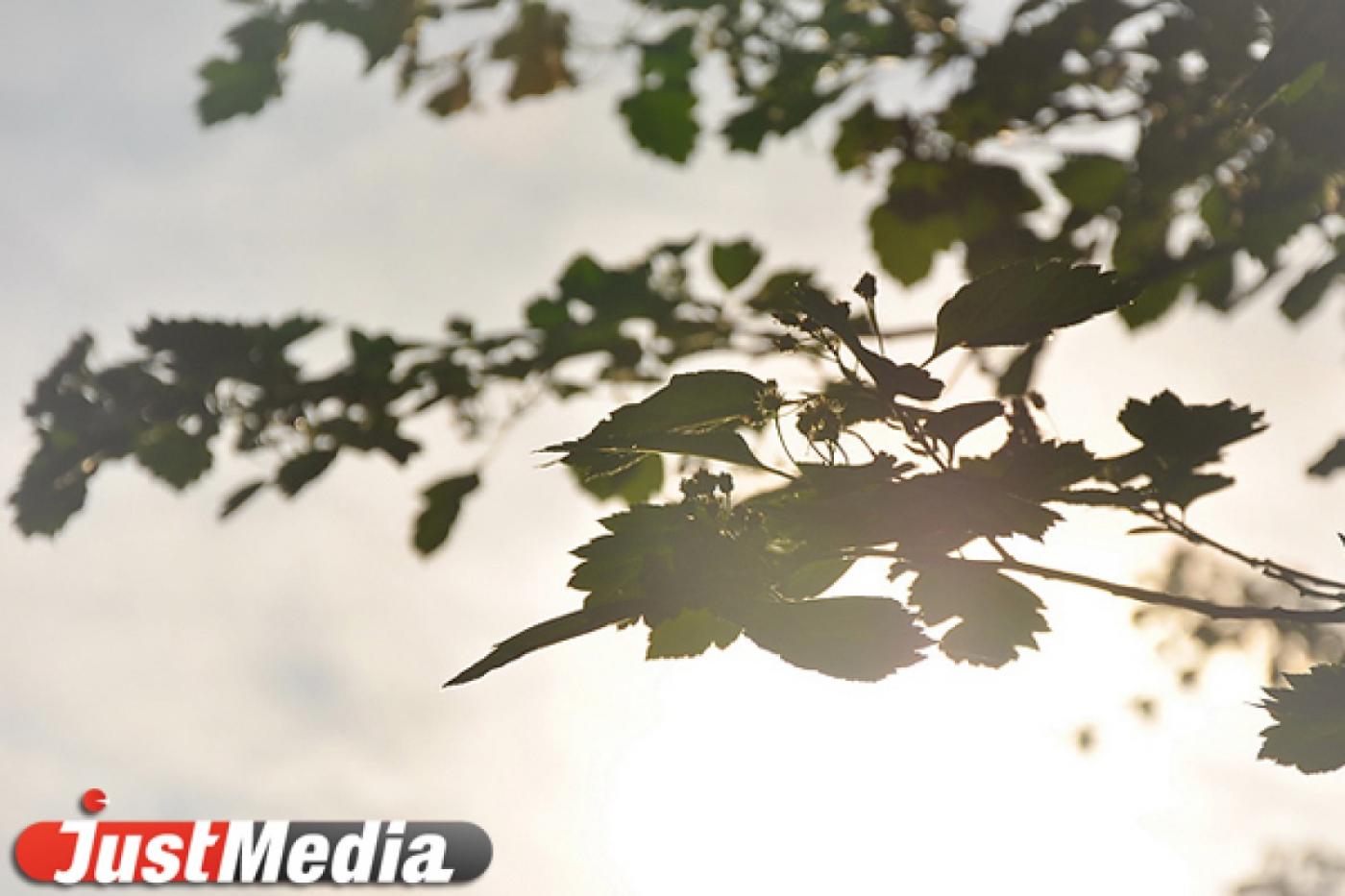 Благотворительный фонд оштрафовали за незаконное строительство в лесном парке - Фото 1